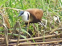 African Jacana African Jacana